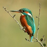 Image Image
