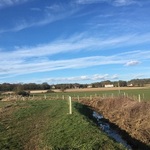 The trees planted along the River Gipping in Little Blakenham