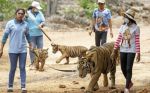 b_150_150_16777215_00_images_stories_allatok_thaitigris.jpg